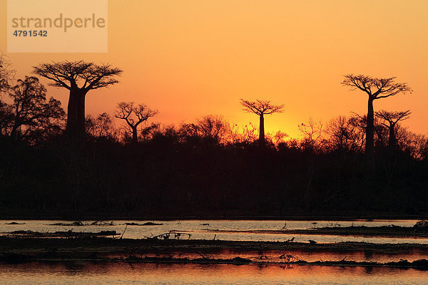 Sonnenuntergang über Gewässer und Baobabs (Adansonia grandidieri)  Morondava  Madagaskar  Afrika