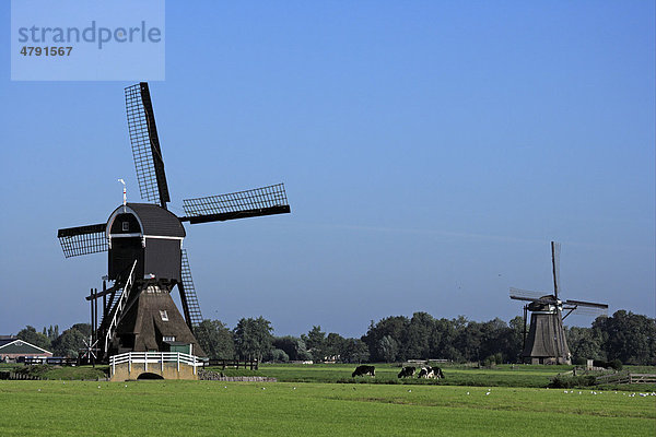 Ländliches Gebiet mit Windmühlen und grasenden Rindern auf Weide  Niederlande  Europa