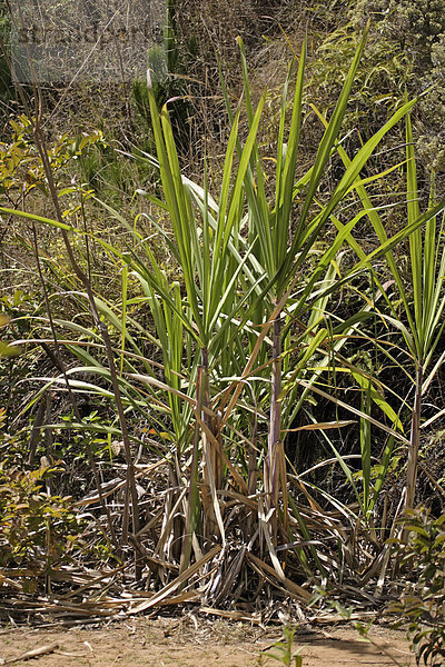 Zuckerrohr (Saccharum sp.)  Blätter  Madagaskar  Afrika