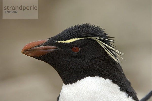 Felsenpinguin (Eudyptes chrysocome)  Altvogel  Portrait  New Island  Falkland-Inseln  Südatlantik