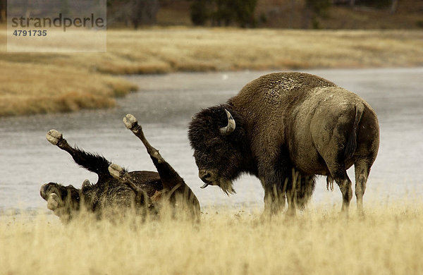 Bison oder Wisent (Bos bison)  Männchen beim Riechen des Staubs von rollendem Weibchen  Yellowstone-Nationalpark  USA