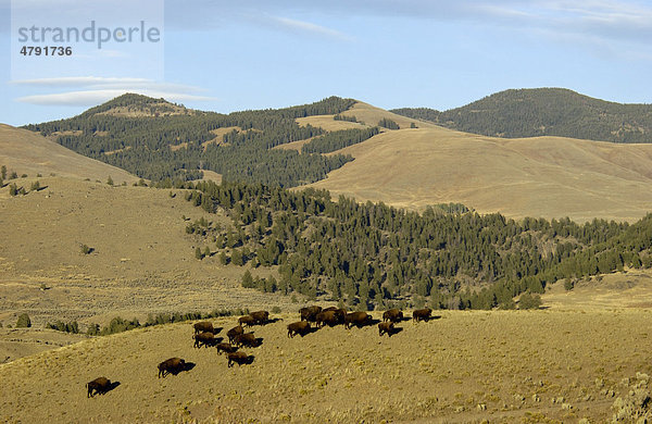Bison oder Wisent (Bos bison)  Herde im Lebensraum  Yellowstone-Nationalpark  USA