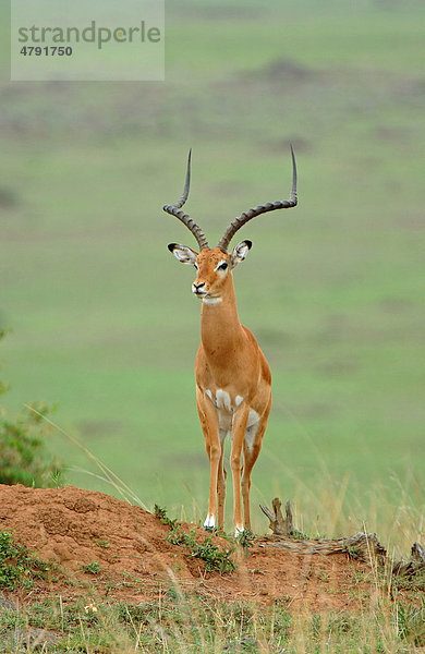 Impala (Aepyceros melampus)  ausgewachsenes Männchen auf Lauer  wachsam  Masai Mara  Kenia  Afrika