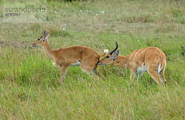 Großriedbock (Redunca arundinum)  Männchen schnuppert an Weibchen  Zuchtpaar  Masai Mara  Kenia  Afrika