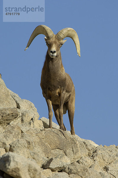 Dickhornschaf (Ovis canadensis)  ausgewachsenes Männchen  im Stand auf Felsvorsprung  Kalifornien  USA
