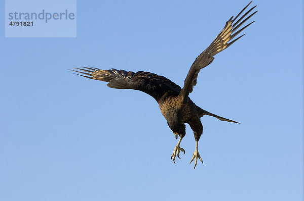 Falklandkarakara (Phalcoboenus australis)  Altvogel im Flug  beim Landeanflug  New Island  Falkland-Inseln  Südatlantik