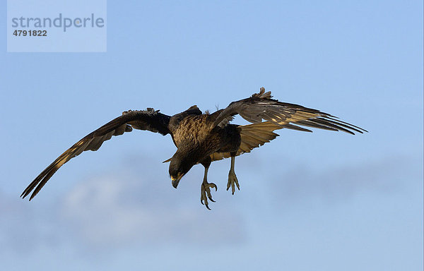 Falklandkarakara (Phalcoboenus australis)  Altvogel im Flug  beim Landeanflug  New Island  Falkland-Inseln  Südatlantik