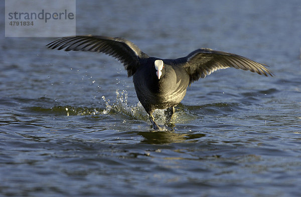 Blässhuhn (Fulica atra)  Altvogel beim Laufen über Wasser  Hertfordshire  England  Großbritannien  Europa