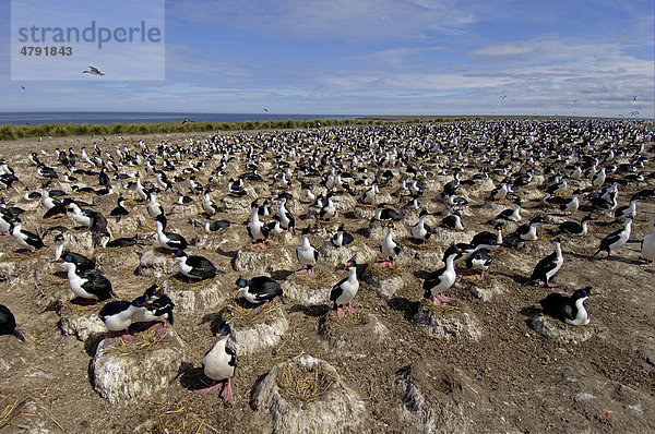 Blauaugenscharbe oder Antarktischer Kormoran (Phalacrocorax atriceps)  Alttiere  Schar auf Nestern  Brutkolonie  Falkland-Inseln  Südatlantik