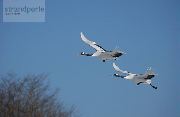 Mandschurenkranich (Grus japonensis)  fliegendes Paar  Hokkaido  Japan  Asien