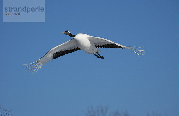 Mandschurenkranich (Grus japonensis)  im Flug  Hokkaido  Japan  Asien