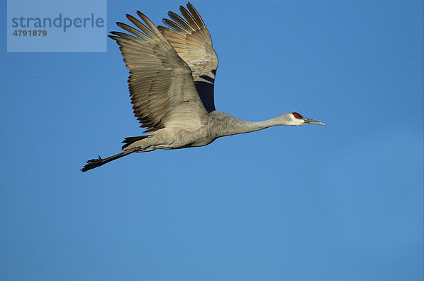 Kanadakranich oder Sandhügelkranich (Grus canadensis)  im Flug  Bosque  New Mexico  USA