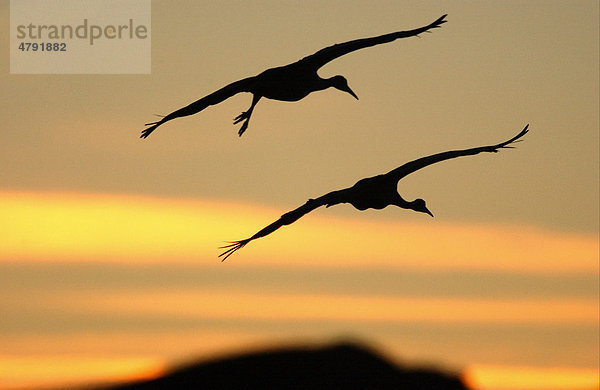 Kanadakranich oder Sandhügelkranich (Grus canadensis)  fliegendes Paar  Silhouette bei Sonnenuntergang  Bosque  New Mexico  USA
