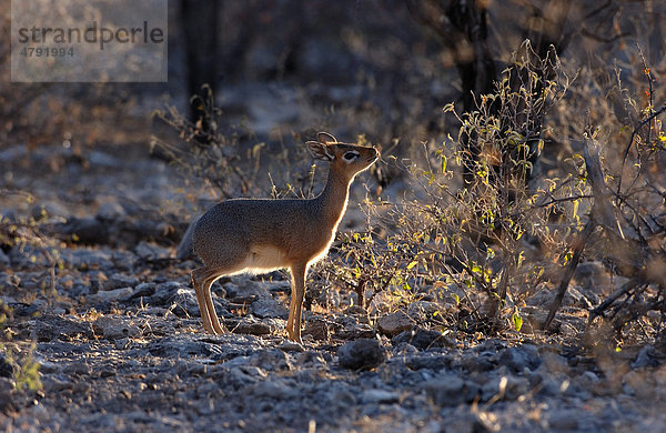 Kirk-Dikdik (Madoqua kirkii)  Alttier frisst  im frühen Morgenlicht  Gegenlich  Etosha-Nationalpark  Namibia  Afrika