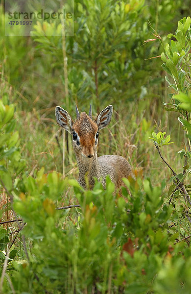 Kirk-Dikdik (Madoqua kirkii)  Alttier in dichter Vegetation  Masai Mara  Kenia  Afrika