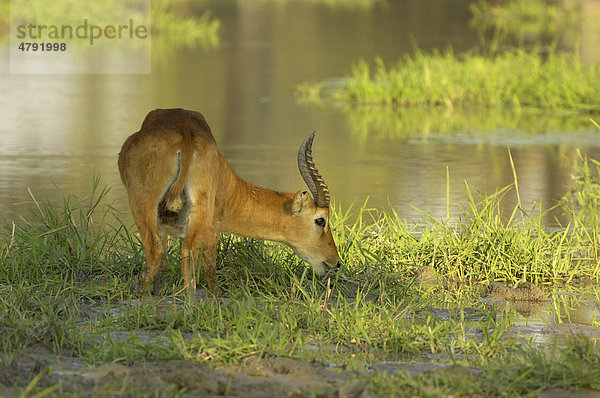 Puku (Kobus vardonii)  Antilope  ausgewachsenes Männchen grast am seichten Wasser  South Luangwa Nationalpark  Sambia  Afrika