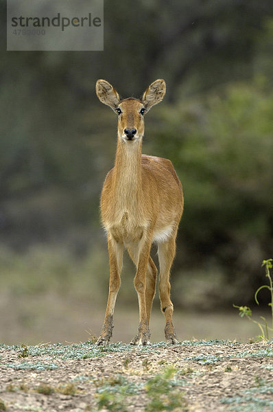 Puku (Kobus vardonii)  Antilope  ausgewachsenes Weibchen im Stand  South Luangwa Nationalpark  Sambia  Afrika