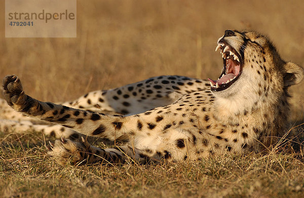 Gepard (Acinonyx jubatus)  streckt sich und gähnt  Masai Mara  Kenia  Afrika