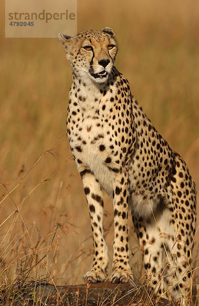 Gepard (Acinonyx jubatus)  hält Ausschau  Masai Mara  Kenia  Afrika