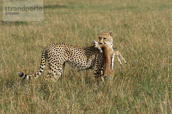 Gepard (Acinonyx jubatus)  erwürgt junge Gazelle  Masai Mara  Kenia  Afrika