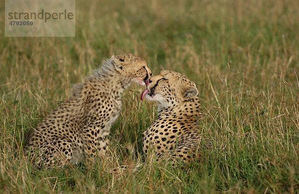 Geparden (Acinonyx jubatus)  Mutter und Jungtier lecken sich gegenseitig  Masai Mara  Kenia  Afrika