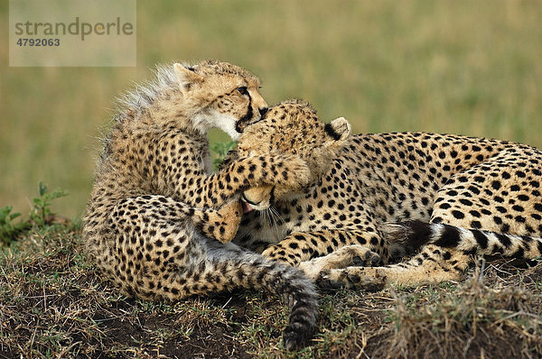 Geparden (Acinonyx jubatus)  Mutter und Jungtier spielen  Masai Mara  Kenia  Afrika