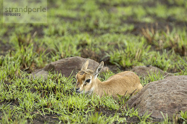 Thomson Gazelle (Gazella thomsoni)  neugeborenes Jungtier  liegend im Gras  Masai Mara  Kenia  Afrika