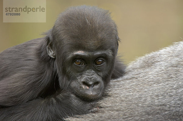 Westlicher Flachlandgorilla (Gorilla gorilla gorilla)  Jungtier  beim Festhalten am Rücken eines Weibchens  in Gefangenschaft