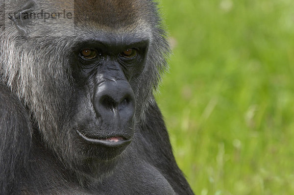 Westlicher Flachlandgorilla (Gorilla gorilla gorilla)  Alttier  Porträt  in Gefangenschaft