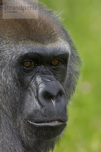 Westlicher Flachlandgorilla (Gorilla gorilla gorilla)  Alttier  Porträt  in Gefangenschaft