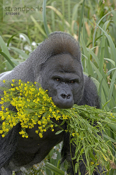 Westlicher Flachlandgorilla (Gorilla gorilla gorilla)  ausgewachsenes Männchen  Silberrücken  mit Blumen im Maul  in Gefangenschaft