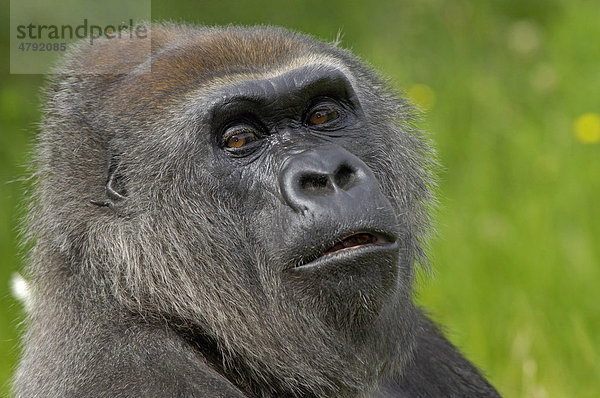 Westlicher Flachlandgorilla (Gorilla gorilla gorilla)  Alttier  Porträt