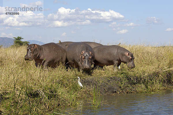 Nilpferd (Hippopotamus amphibius)  Alttiere  Gruppe beim Fressen am Flussufer am Tage  Shire-Fluss  Malawi  Afrika