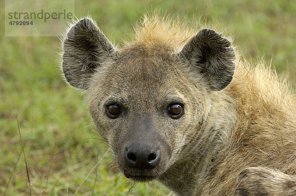 Tüpfelhyäne oder Fleckenhyäne (Crocuta crocuta)  Alttier  Porträt  Masai Mara  Kenia  Afrika