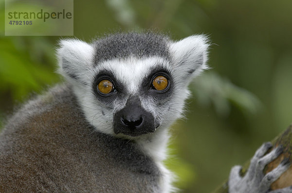 Katta (Lemur Catta)  Porträt  in Gefangenschaft