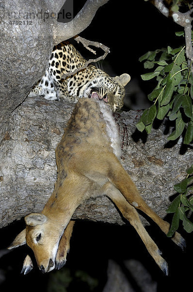 Leopard (Panthera pardus) mit Beutetier  Puku (Kobus vardonii)  im Baum bei Nacht  South Luangwa Nationalpark  Sambia  Afrika