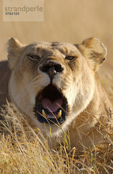Löwin (Panthera leo) brüllt  Masai Mara  Kenia  Afrika