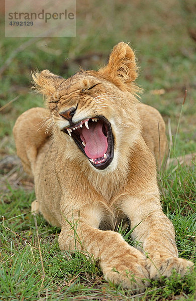Löwe (Panthera leo) gähnt  Jungtier  Masai Mara  Kenia  Afrika