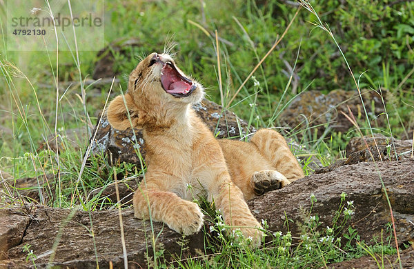 Löwe (Panthera leo) gähnt  Jungtier  Masai Mara  Kenia  Afrika