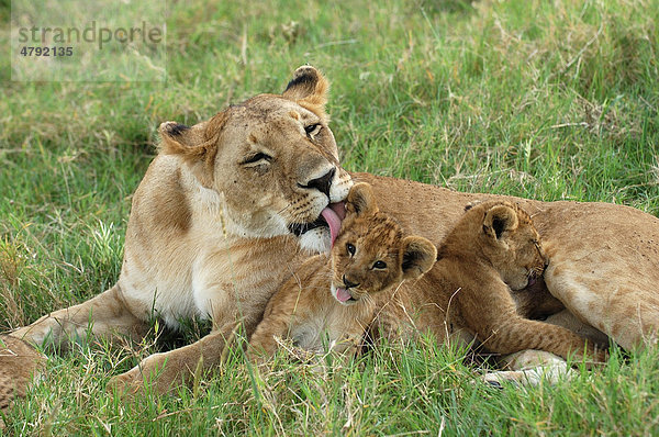 Löwen (Panthera leo)  Weibchen leckt Jungtier  Masai Mara  Kenia  Afrika