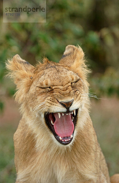Löwe (Panthera leo)  Nahaufnahme eines Jungtieres beim Gähnen  Masai Mara  Kenia  Afrika
