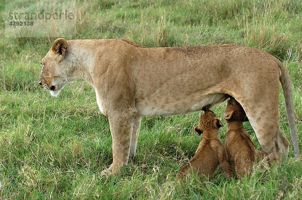 Löwe (Panthera leo)  Löwin beim Säugen von Löwenjungen  Masai Mara  Kenia  Afrika