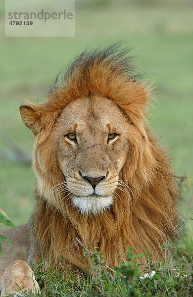 Löwe (Panthera leo)  ausgewachsenes Männchen  Porträt  Masai Mara  Kenia  Afrika