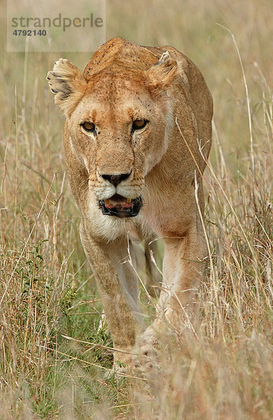 Löwe (Panthera leo)  ausgewachsene Löwin beim Wandern im hohen Gras  Masai Mara  Kenia  Afrika