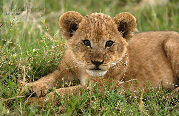 Löwe (Panthera leo)  Löwenjunges  Masai Mara  Kenia  Afrika