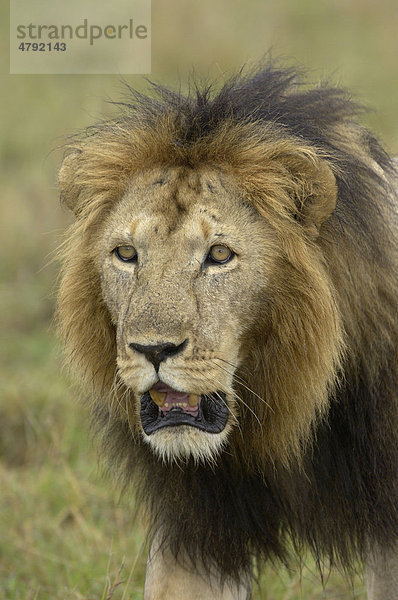 Löwe (Panthera leo)  altes Männchen  Porträt  Masai Mara  Kenia  Afrika