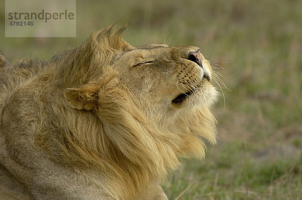 Löwe (Panthera leo)  ausgewachsenes Männchen beim Recken  Porträt und Mähne  Masai Mara  Kenia  Afrika