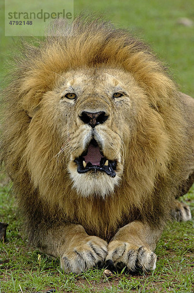 Löwe (Panthera leo)  ausgewachsenes Männchen beim Brüllen  Masai Mara  Kenia  Afrika