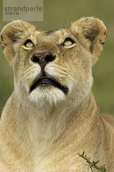 Löwe (Panthera leo)  ausgewachsene Löwin  Porträt  aufblickend  Masai Mara  Kenia  Afrika