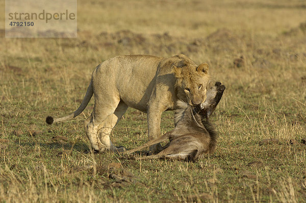 Löwe (Panthera leo)  unreifes Männchen mit gerissenem kleinen Gnu  Masai Mara  Kenia  Afrika